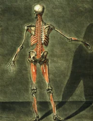 Głęboki Układ Mięśniowy Tyłu Ciała, płyta 10 pełnego kursu anatomii z tekstem Jadelot, grawerowanym przez artystę, wyd. 1773 (mezzotinta)